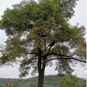 ~V^(q)ЩL(fng)ďǰ£